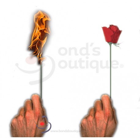 Antorcha a Rosa